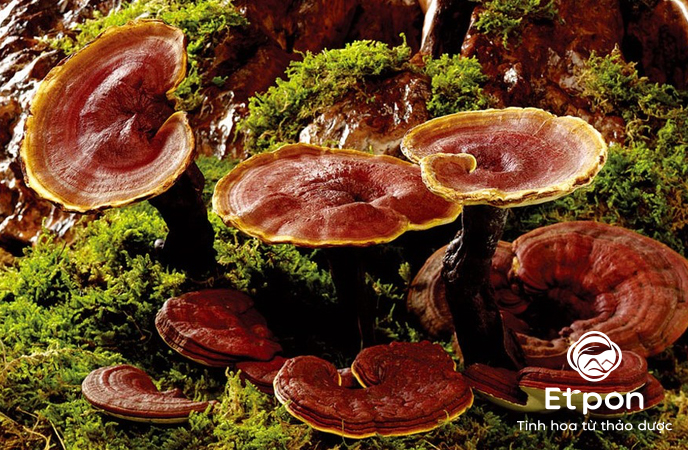 Nấm lim xanh 3000mg Etpon